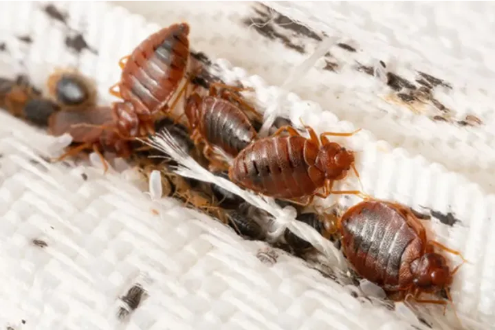 رهایی از شرِ ساسِ تختخواب، وظیفه صاحب‌خانه است!